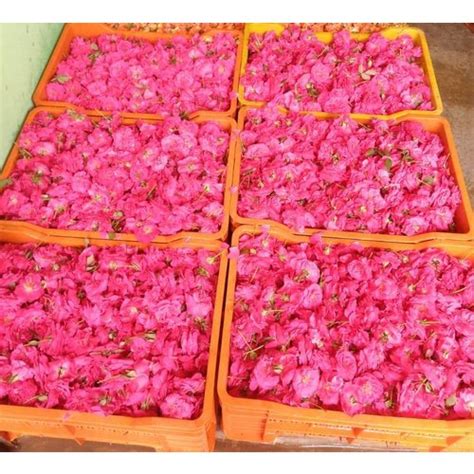 Edward Rose Flower Buy Edward Rose Flower For Best Price At Inr 80