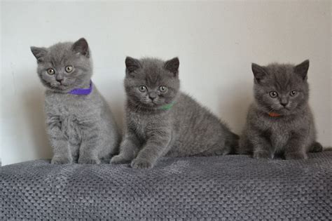 With the advert of cat shows in victorian times, cat lovers began to breed cats to a certain standard and to keep their origins. British Shorthair Cats For Sale | Jacksonville, FL #201174