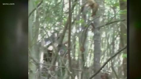 Hickory Man Claims He Spotted Three Bigfoots Wcnc