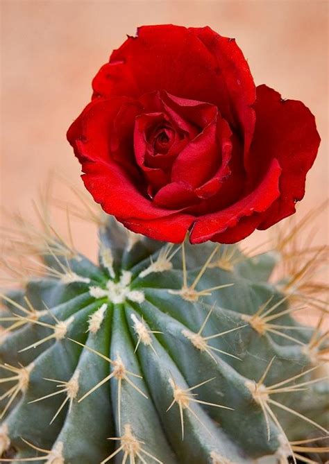 Cactus and a rose is a 1980 honky tonk/southern rock album by country music singer gary stewart. Cactus And A Rose photo - Jola Dziubinska photos at pbase.com