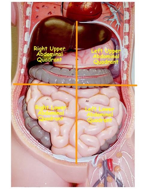 The four quadrants of the abdomen are the right and left upper quadrants and the right and left so they can do what is referred to as surface anatomy. 228 best www.harvard-wm.org images on Pinterest | The body, Human body and The human body