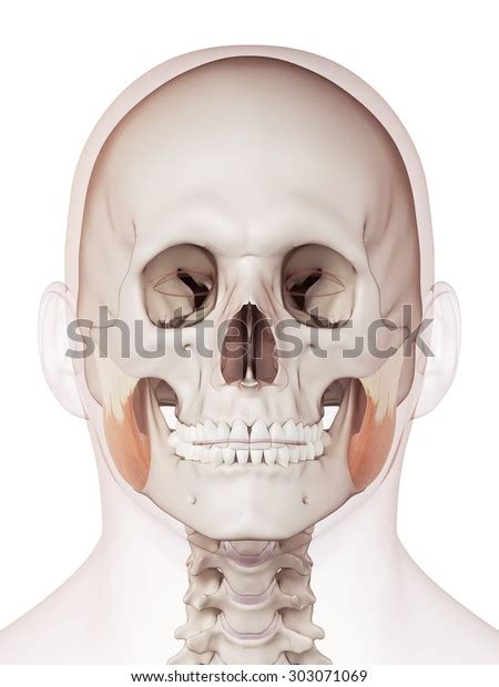 Medically Accurate Muscle Illustration Masseter Superior Stock