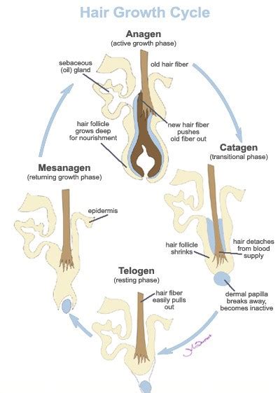I wish i had cut my hair when i got the surgery, i believe this would have reduced some of the thinning. Laser Hair Removal Treatment | Dubai UAE