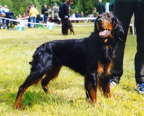 The original purpose of the breed was to hunt gamebirds. Gordon Setter - Wikipedia