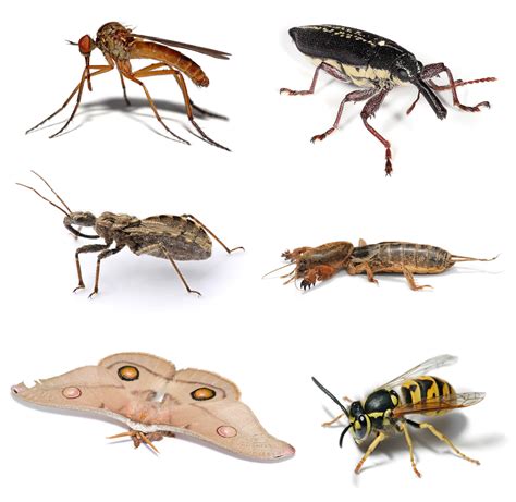 File:Insect collage.png - Wikimedia Commons