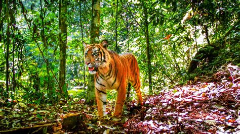 Tiger On Camera Trap Image Eurekalert Science News Releases