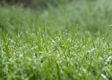 Best Grass Seed For Wet Soil A Guide To Germinating And Sprouting