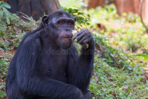 Giant Chimpanzee Monkey Eating Banana Stock Image Image Of National