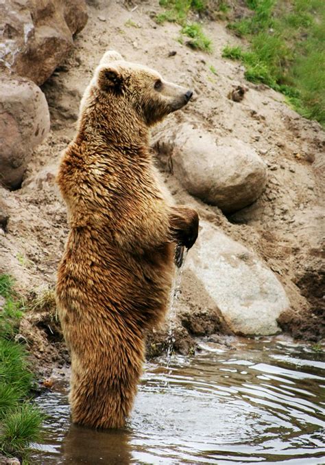 Italy Animals : Animals in Italy: Italian Wildlife in Maremma : Italian