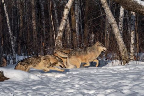 Two Grey Wolves Canis Lupus Look Up From River Stock Image Image Of