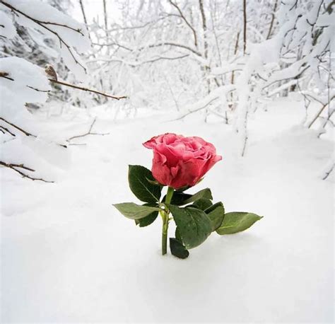 Winter Red Rose Snow Scenery Backdrop For Photo Yy00276 E Snow