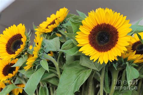 Sunflowers At Pikes Market Photograph By Pamela Walrath Fine Art America