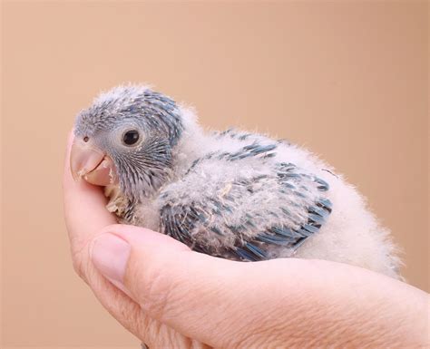 Show Me A Picture Of A Baby Parrot Gotasdelorenzo