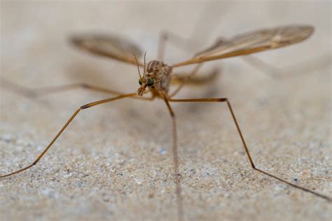 What Are Crane Flies Agrilife Today