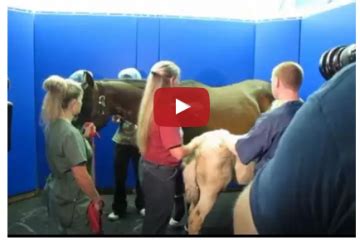 But i havent ever owned a gelding, so thats why. Watch How To Clean Your Horse's Sheath - Sheath Cleaning ...