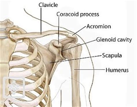 The transverse humeral ligament is not shown on this diagram. The Shoulder - Anatomy and Physiology