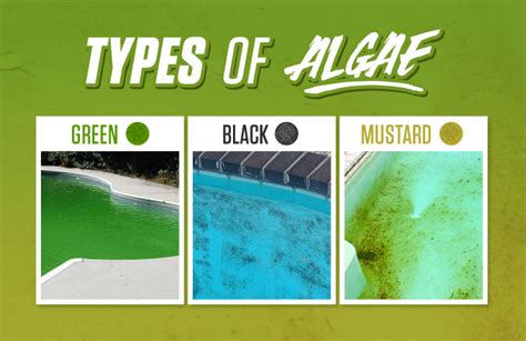 Beginners Guide To Pool Maintenance My Decorative