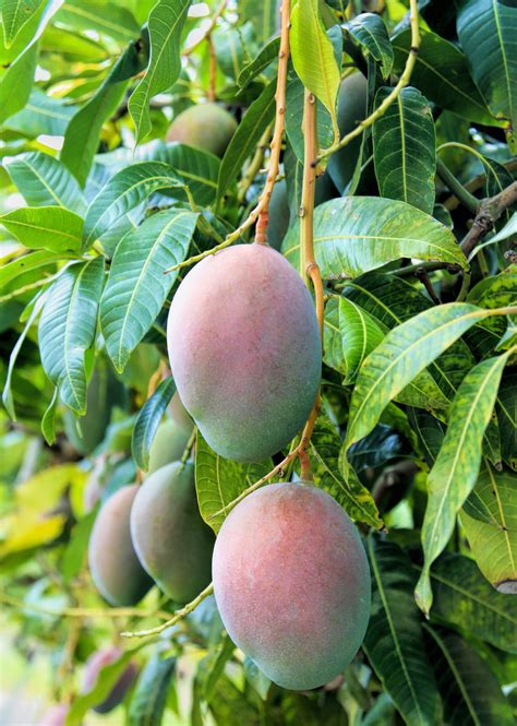 Pickering Mango Fruit Tree Manera Indica Sow Exotic