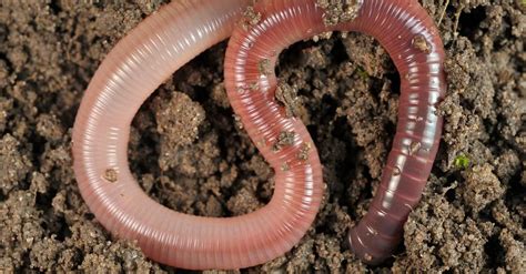 Earthworm Animal Facts Lumbricina A Z Animals