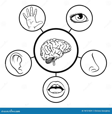 Cerebro Y Cinco Sentidos Ilustración Del Vector Ilustración De Cinco