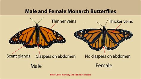 monarch butterfly id and gallery naturedigger