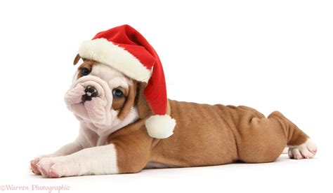 Pets At Christmas Images Cute Bulldog Wearing Santa Hat Wp39242