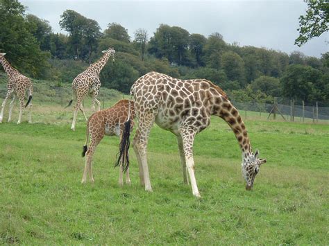 Giraffe And Baby Free Stock Photo Public Domain Pictures