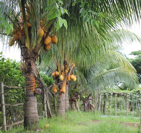 Pic Of Coconut Tree 55m Artificial Coconut Tree With 20 Leaves Dongyi