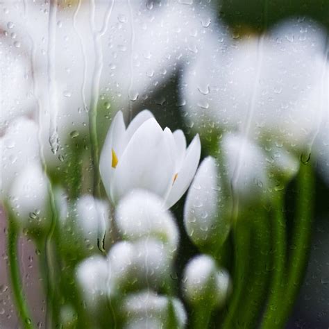 White Flowers Wallpapers Wallpaper Cave