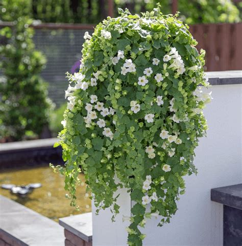 We did not find results for: Lophospermum | Lofos White Trailing | Creeping Gloxinia ...