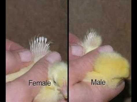 Vent Sexing And Wing Sexing Day Old Chicks Proffesional Greg Mignot From Oldorchard Farms