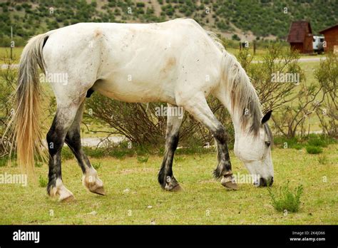 White Horse Eating Grass On The Valley In Rural Village Domestic