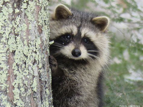 They have the capability to solve problems and overcome obstacles many other pets could not, he said. Creature Feature: Raccoon | Natural Resources Council of Maine