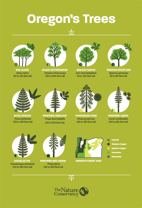 How To Identify Common Oregon Trees