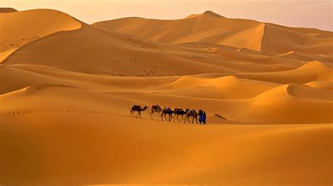 Sand The Sky Desert Barkhan Camel Caravan Hd Wallpaper
