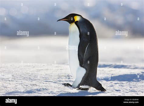 Emperor Penguin Aptenodytes Forsteri At Cape Colbeck Ross Sea