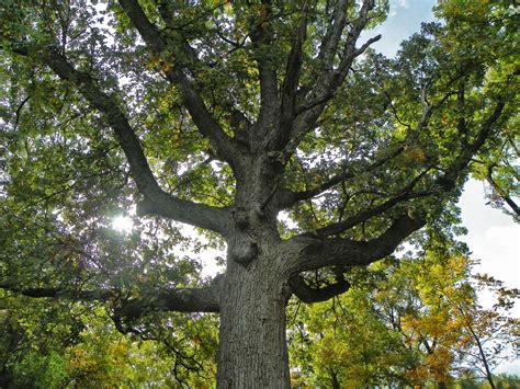 Since nut trees are relatively easy to maintain once they are established, and provide according to texas a&m, a few different varieties of pecan trees grown in texas have especially strong, sturdy limbs. The Lone Oak - Under Main
