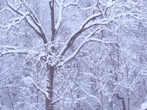 무료 이미지 나무 분기 서리 얼음 날씨 시즌 눈보라 동결 겨울 폭풍 비와 눈 혼합 4608x3456