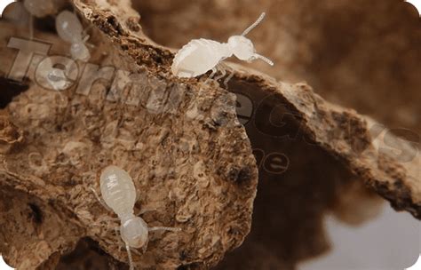 Termite Guys Brisbane Gallery Termite Exterminators Brisbane