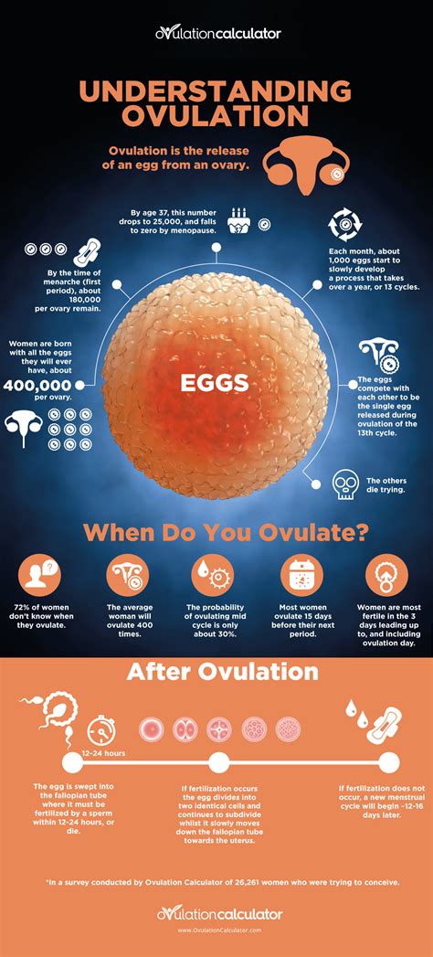 Ovulation Understanding Ovulation To Get Pregnant