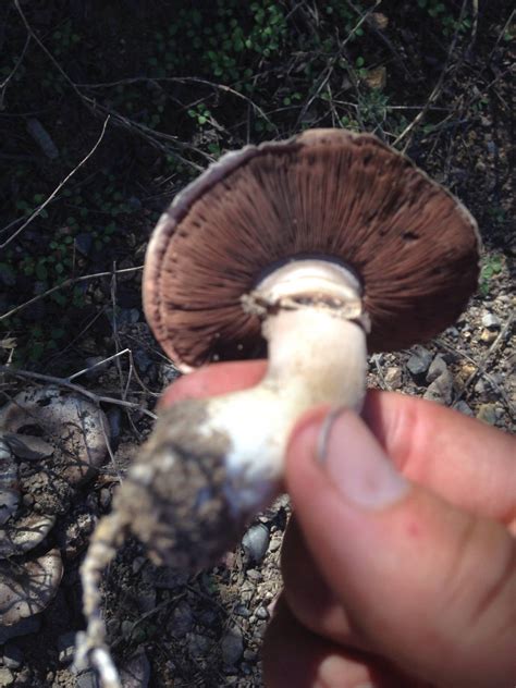 White Mushrooms Pink Gills Mushroom Hunting And