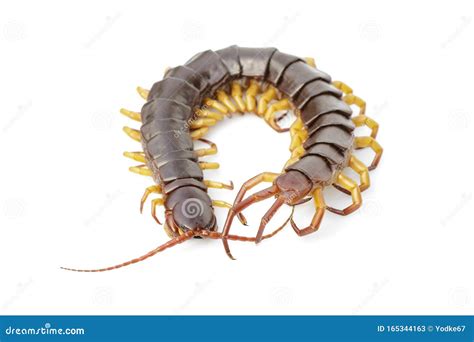 Image Of Centipedes Or Chilopoda Isolated On White Background Animal