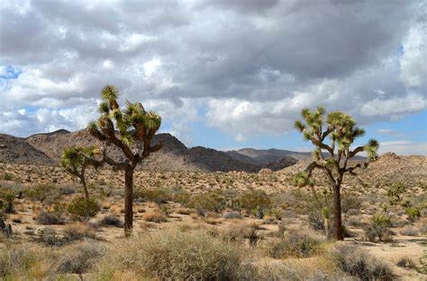 Barrel cactus, plant, producer, joshua tree national park, california. #Joshua Tree National Park #California | Parcs nationaux ...