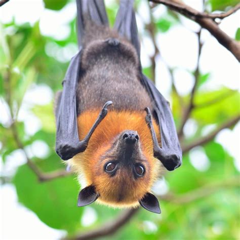 Fruit Bat Primates Mammals Bat Images Fox Stock Animals And Pets