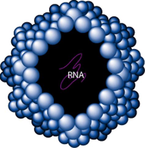 Jul 01, 2021 · ผลการทดลองขั้นสุดท้ายพบวัคซีนชนิด mrna จาก curevac มีประสิทธิภาพ. Chemical composition of virus - Virus Body