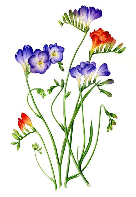 Looking for floral botanical prints. freesia_mumanddad | Flower painting, Botanical art ...