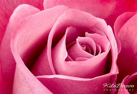 Pink Rose Closeup Kilo Bravo Photography