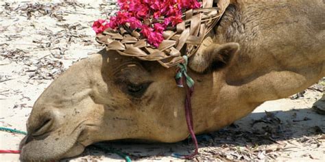 © 1999 lippincott williams & wilkins, inc. If more education is the straw that breaks the camel's ...
