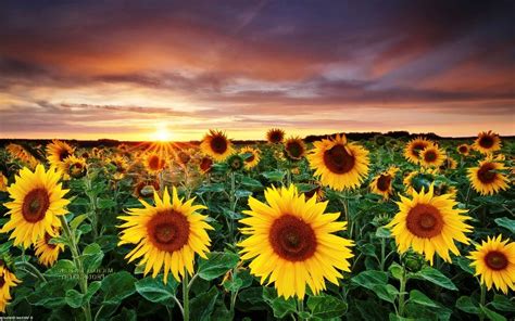 Bunga matahari hidup wallpaper for android apk download. Gambar Bunga Matahari Saat Sunset | Bunga, Gambar, Pemandangan