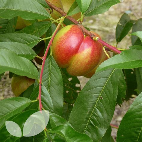 Fruit trees twin canning twins home canning conservation. Nectarine & Apricot Twin